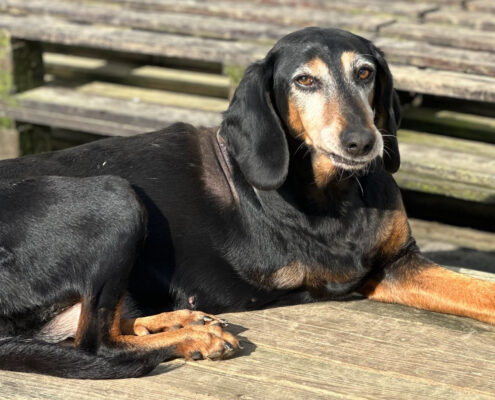 Valentina Zorro Dogsavior Jan25 Beitragsbild