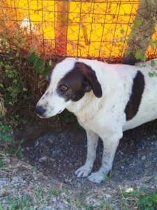 Vasoula Zorro Dogsavior Jun26 1