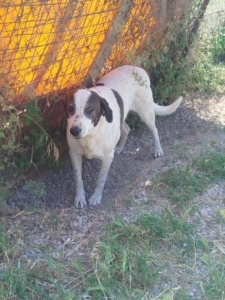 Vasoula Zorro Dogsavior Jun26 2