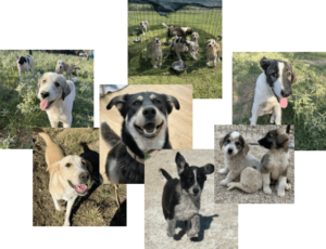 Collage unserer Junghunde und Welpen