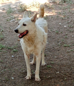 Eleni Zorro Dogsavior Sep25 1