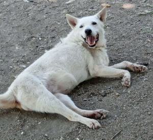 Eleni Zorro Dogsavior Sep25 2