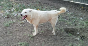 Eleni Zorro Dogsavior Sep25 3