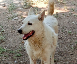 Eleni Zorro Dogsavior Sep25 Beitragsbild
