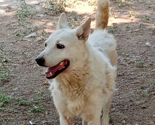 Eleni Zorro Dogsavior Sep25 Beitragsbild