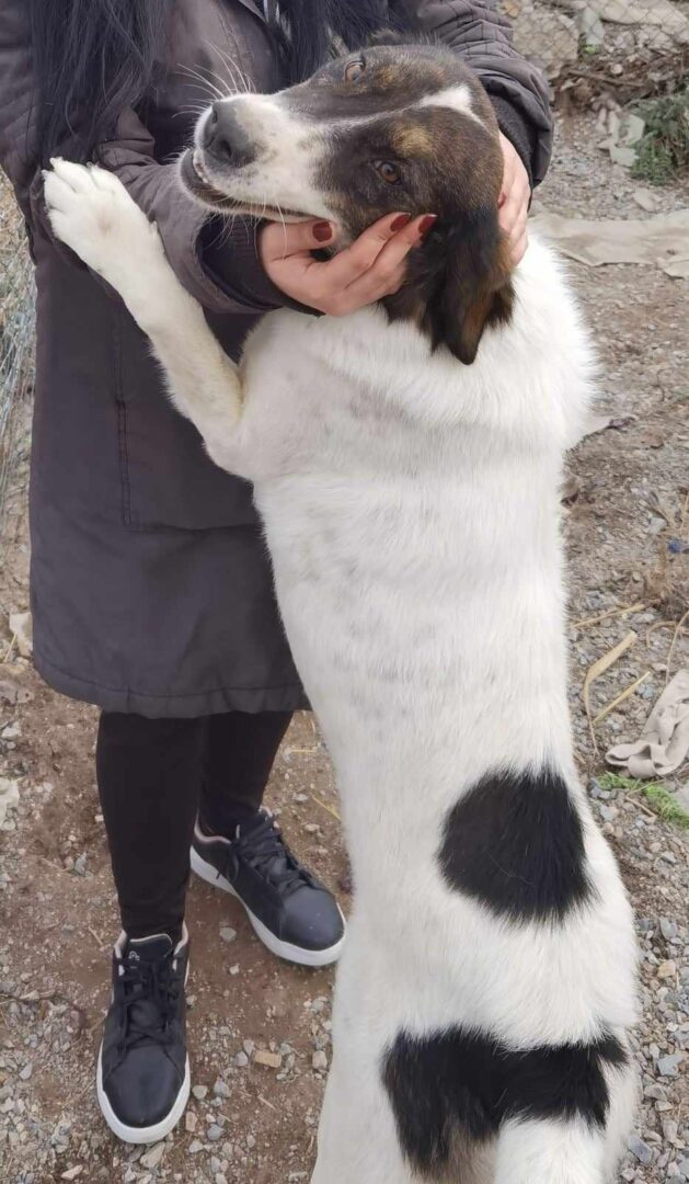 Rita Zorro Dogsavior Dez24 1