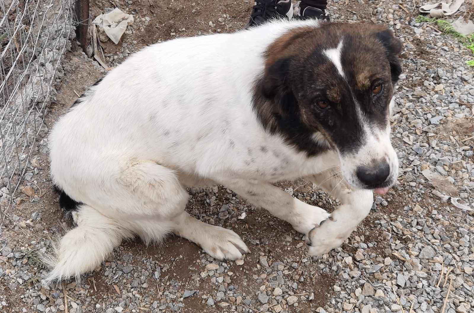 Rita Zorro Dogsavior Dez24 2