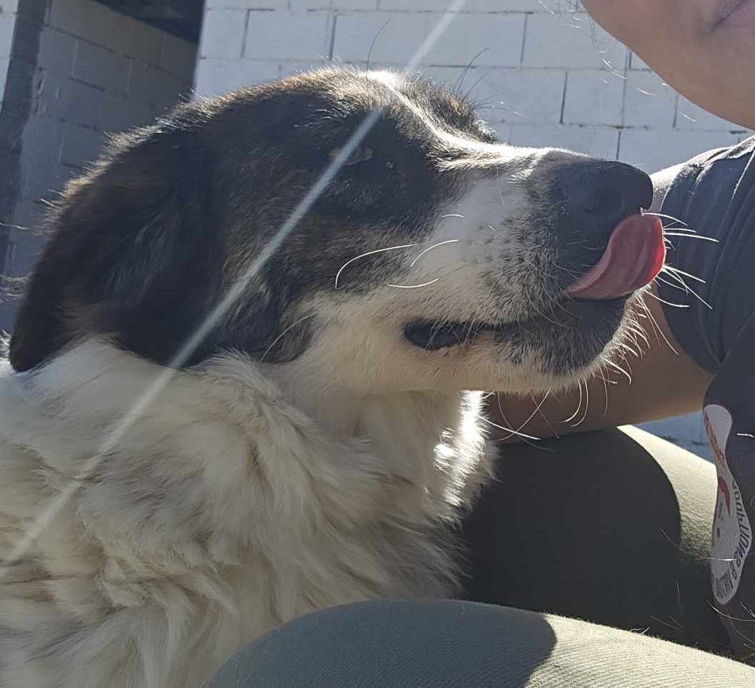Rita Zorro Dogsavior Mär25 1