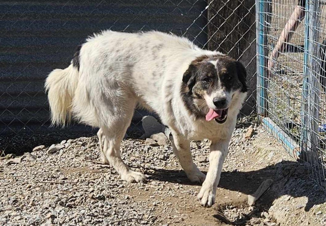 Rita Zorro Dogsavior Mär25 2