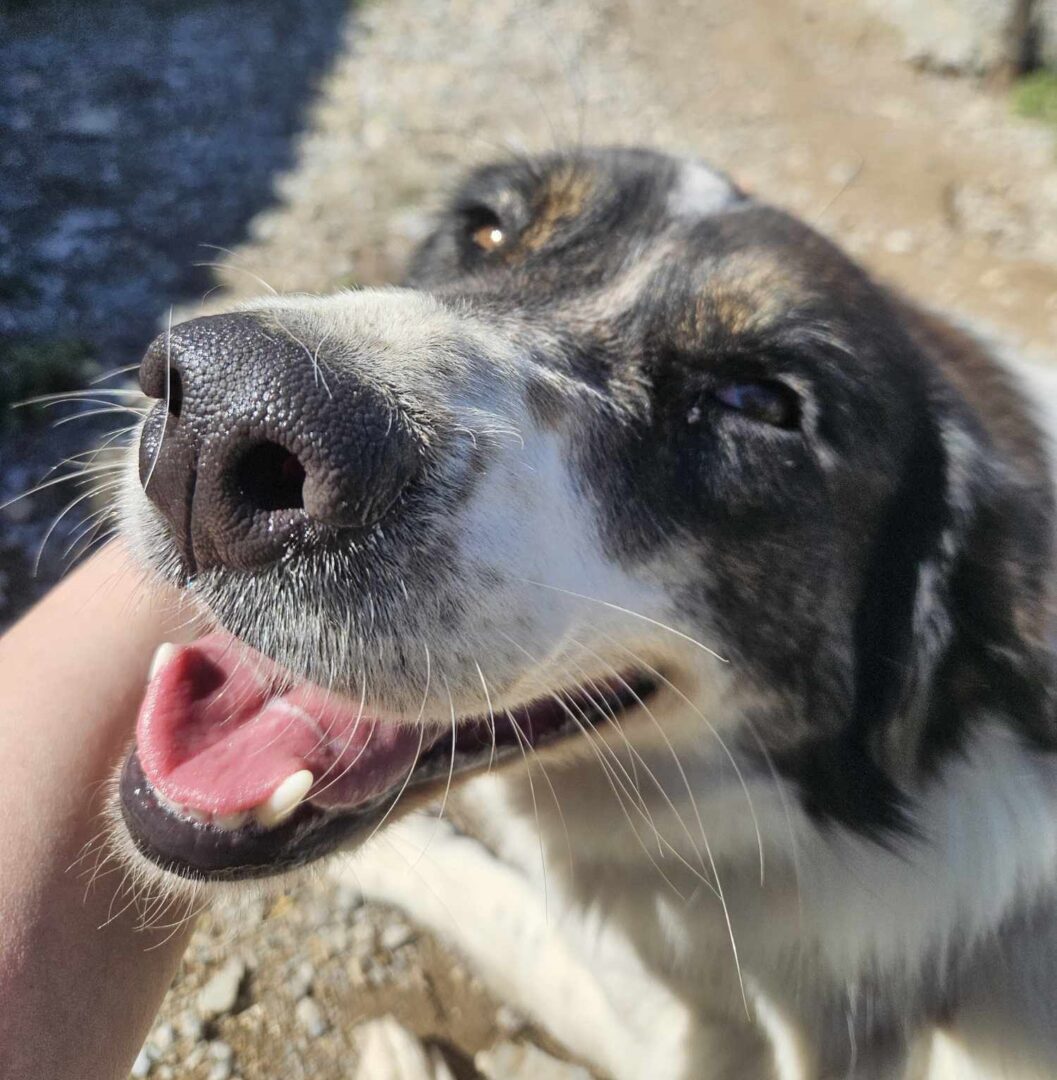Rita Zorro Dogsavior Mär25 3