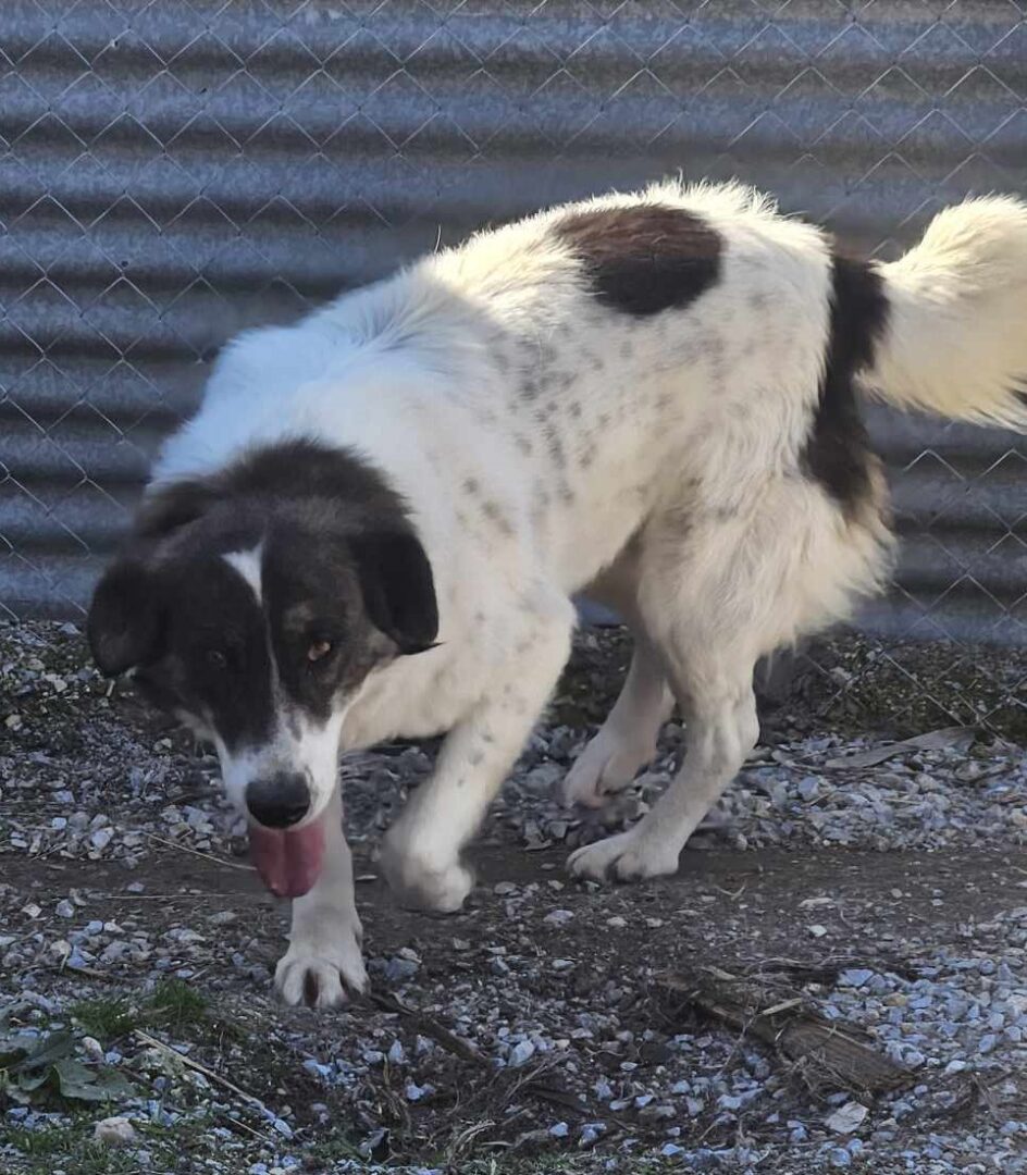 Rita Zorro Dogsavior Mär25 4