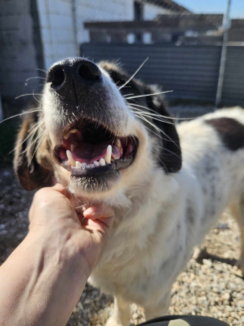 Rita Zorro Dogsavior Mär25 5