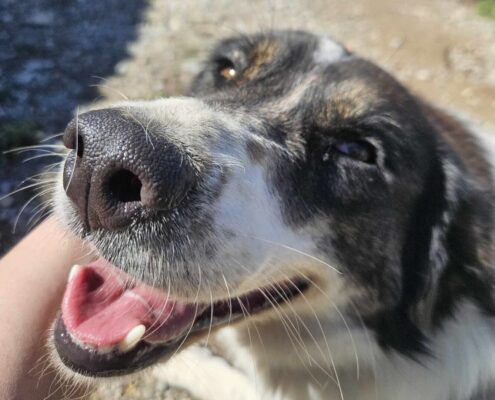 Rita Zorro Dogsavior Mär25 Beitragsbild