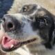 Rita Zorro Dogsavior Mär25 Beitragsbild