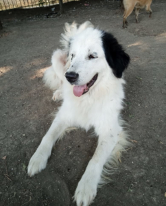 Bibbi Zorro Dogsavior Sep25 1