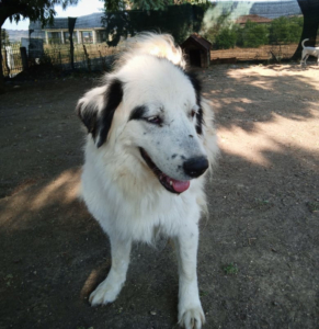 Bibbi Zorro Dogsavior Sep25 2