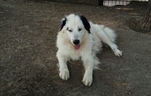 Bibbi Zorro Dogsavior Sep25 3