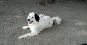 Bibbi Zorro Dogsavior Sep25 4