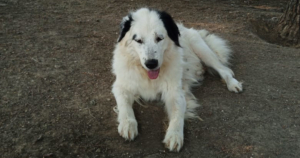 Bibbi Zorro Dogsavior Sep25 Social Media