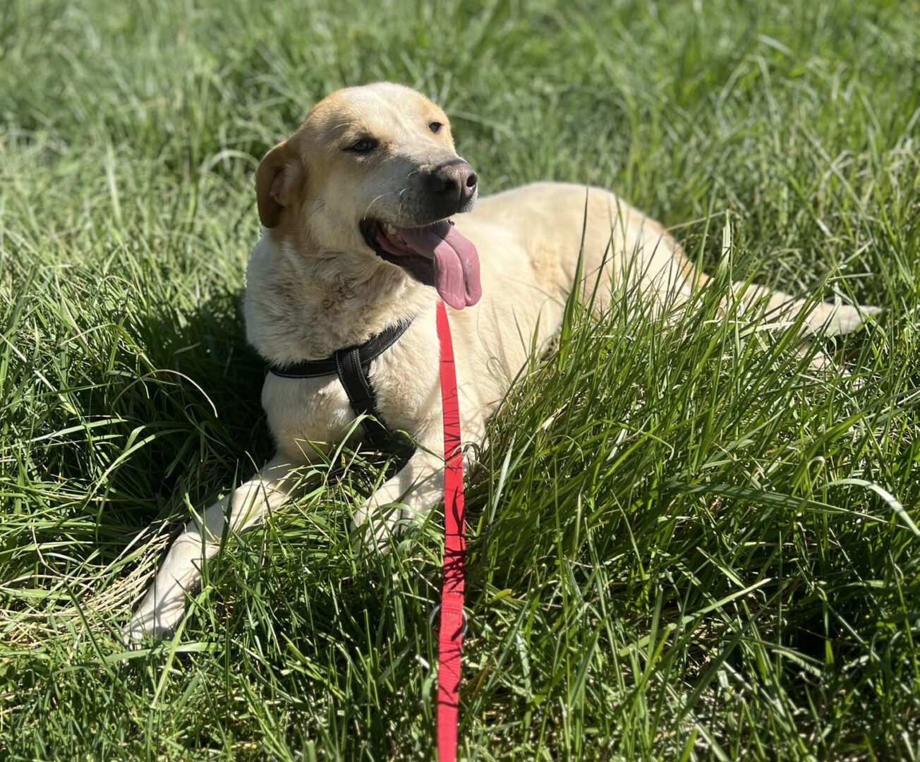 Debby Zorro Dogsavior Apr25 2