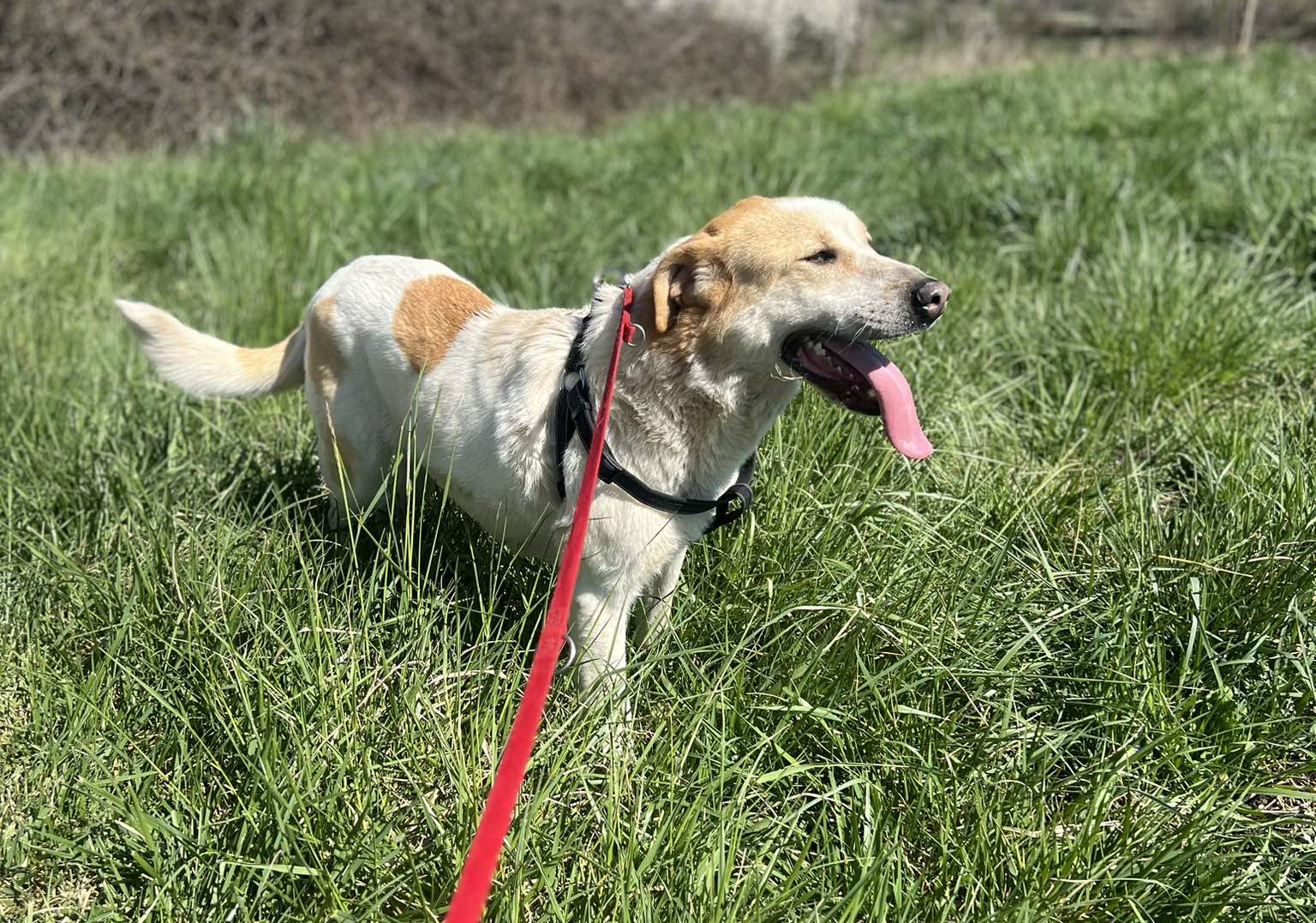 Debby Zorro Dogsavior Apr25 3