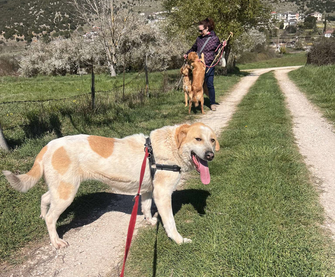 Debby Zorro Dogsavior Apr25 5