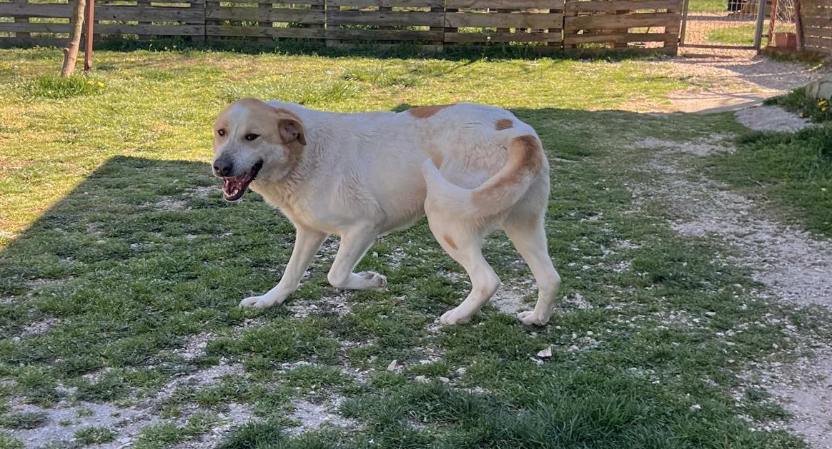 Debby Zorro Dogsavior Apr25 6