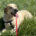 Debby Zorro Dogsavior Apr25 Beitragsbild