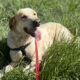 Debby Zorro Dogsavior Apr25 Beitragsbild