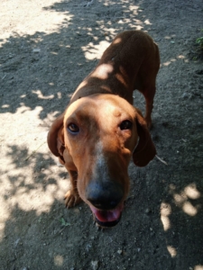 Ginger Zorro Dogsavior Sep25 1