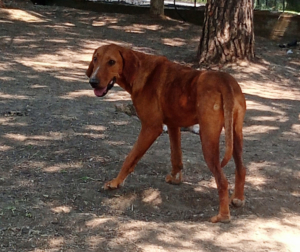 Ginger Zorro Dogsavior Sep25 4