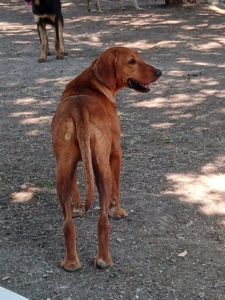 Ginger Zorro Dogsavior Sep25 5