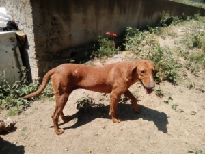 Ginger Zorro Dogsavior Sep25 6