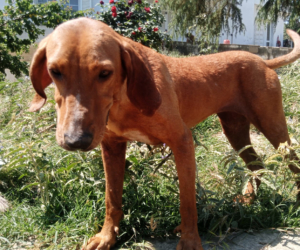 Ginger Zorro Dogsavior Sep25 Beitragsbild