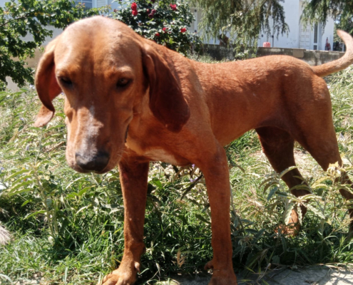 Ginger Zorro Dogsavior Sep25 Beitragsbild