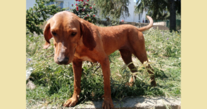 Ginger Zorro Dogsavior Sep25 Social Media