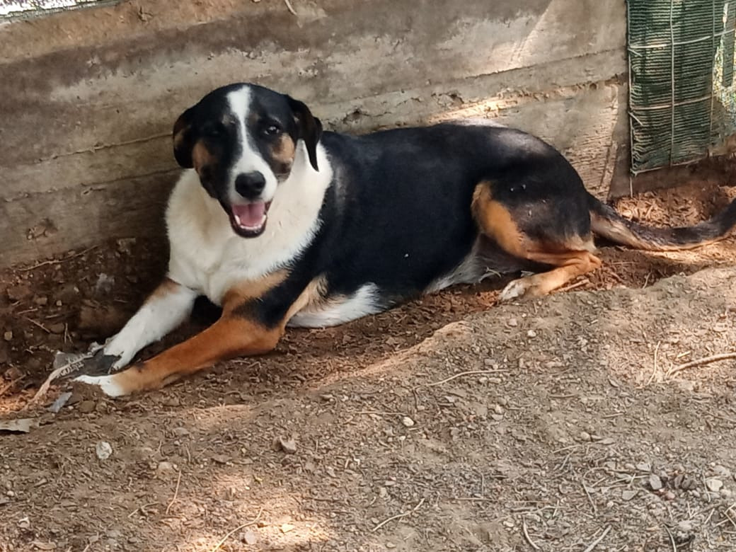 Marva Zorro Dogsavior Sep25 1