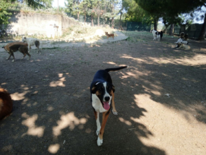 Marva Zorro Dogsavior Sep25 2