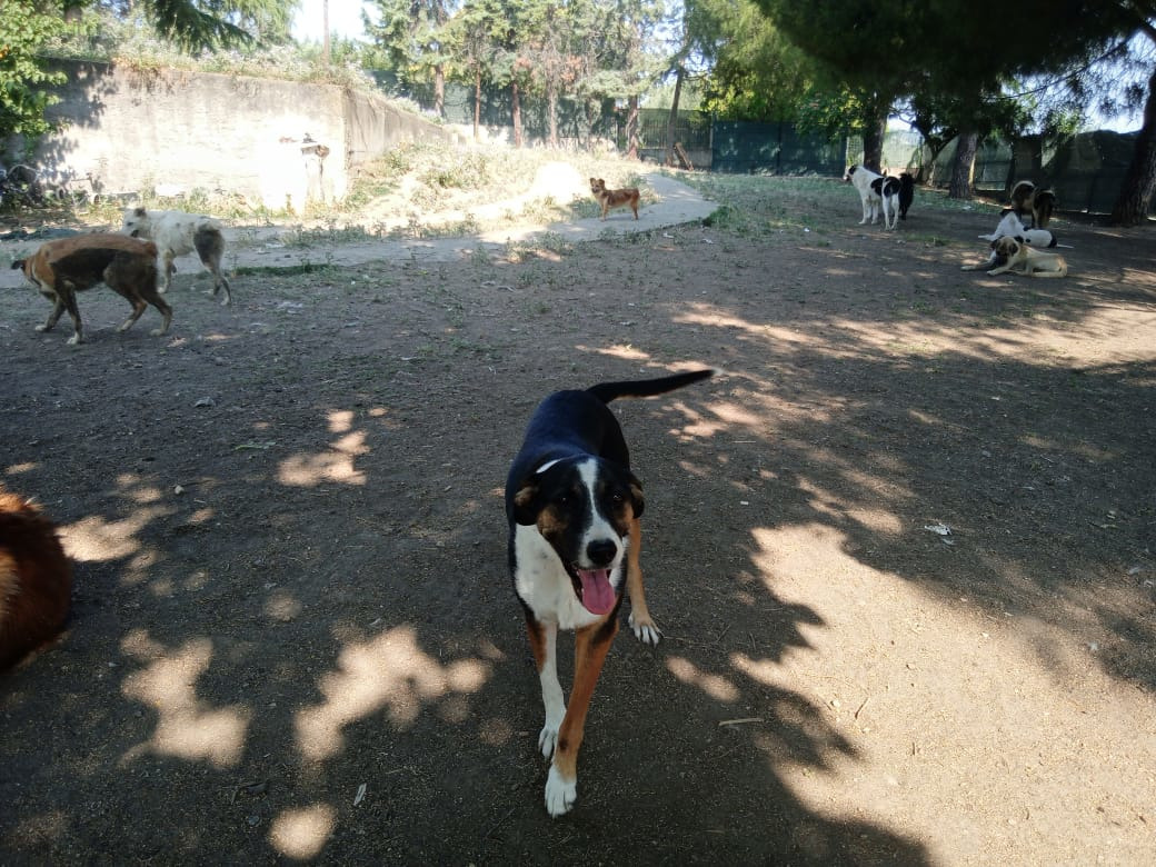 Marva Zorro Dogsavior Sep25 2