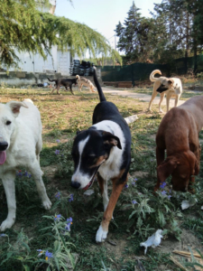 Marva Zorro Dogsavior Sep25 3