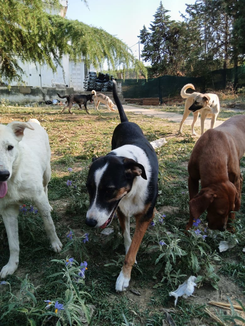 Marva Zorro Dogsavior Sep25 3