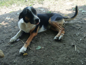 Marva Zorro Dogsavior Sep25 4