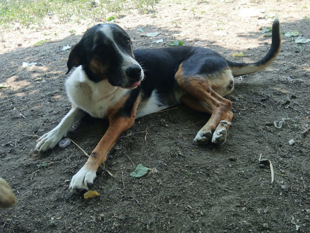 Marva Zorro Dogsavior Sep25 4