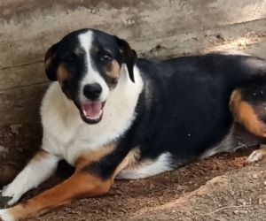 Marva Zorro Dogsavior Sep25 Beitragsbild