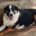 Marva Zorro Dogsavior Sep25 Beitragsbild