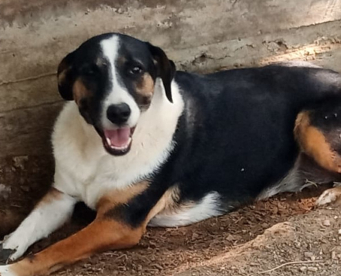 Marva Zorro Dogsavior Sep25 Beitragsbild