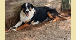 Marva Zorro Dogsavior Sep25 Social Media