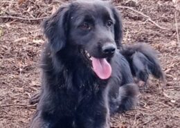 Pollux Zorro Dogsavior Feb25 Beitragsbild