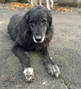 Arletta Zorro Dogsavior Nov24 1