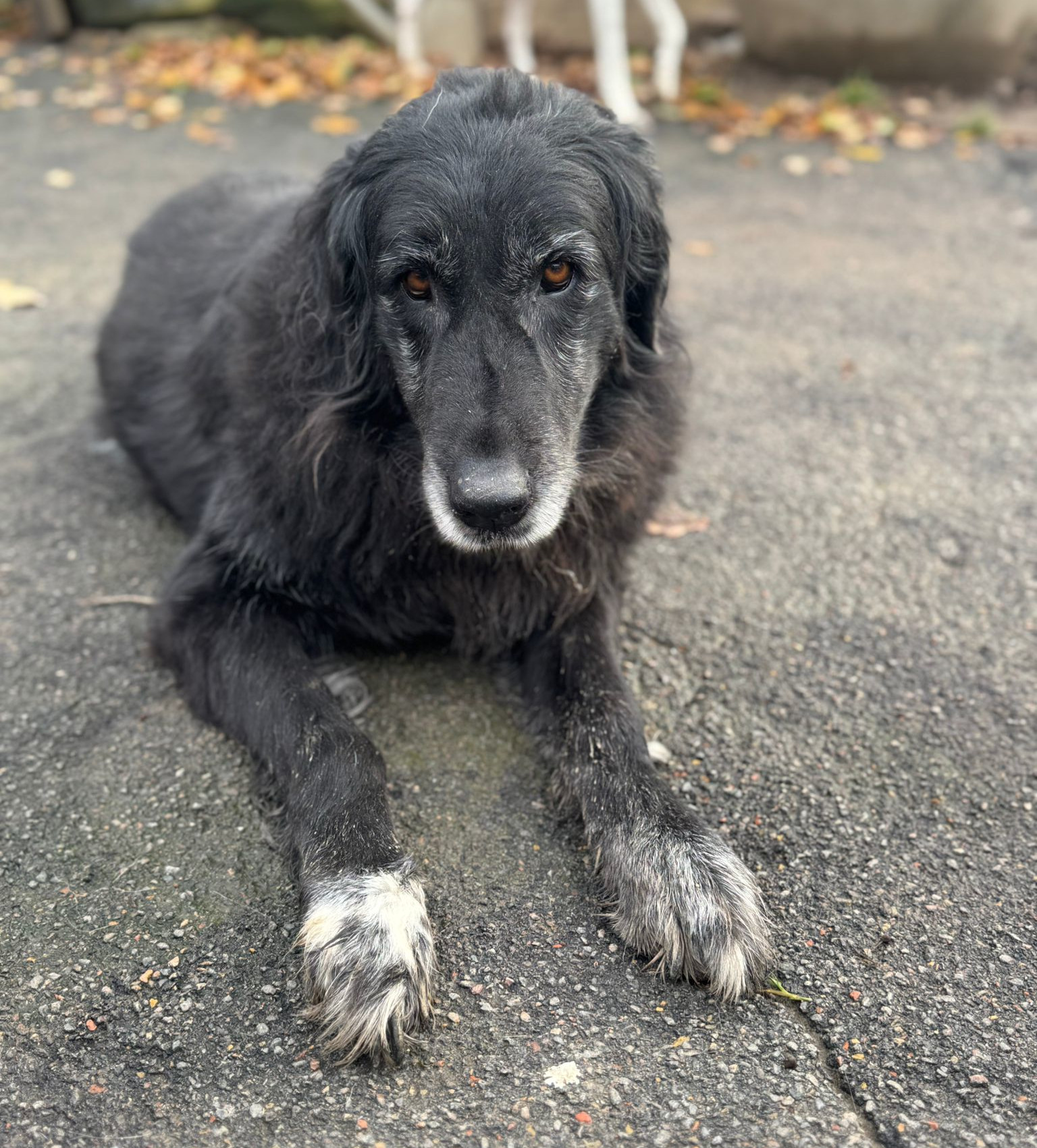 Arletta Zorro Dogsavior Nov24 1